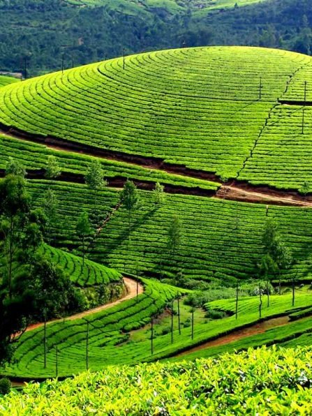 Munnar66_20181211014155